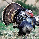 Rio Grande Turkey