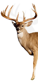 JoyCreekRanch.com