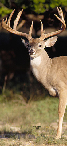 Whitetail Buck