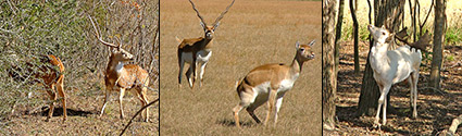 Whitetails, Axis, Fallow, Black Buck Antelope, Turkey and much more...